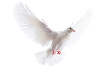 Obraz premium A white dove flies with wings spread wide isolated on transparent background