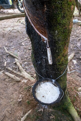 Rubber Tree Plantation in Laos