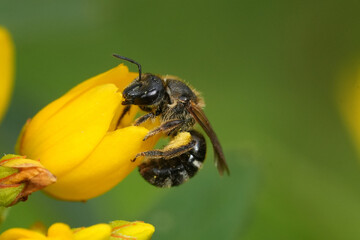 Closeup on a bull-headed furrow bee, Lasioglossum zonulum visiting a Yellow loosestrife wildflower