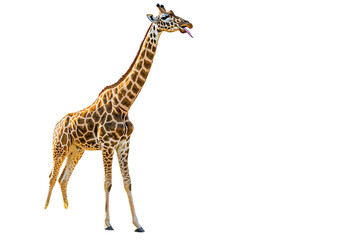 Obraz premium Giraffe with tongue out walking on a transparent background