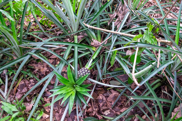 Rubber Tree Plantation in Laos