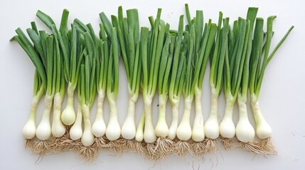 Fresh green onions arranged in rows