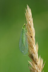 Vertical closeup on a common green lacewing, Chrysoperla carnea on a dried straw of grass