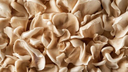 Close-up view of many mushrooms (2)