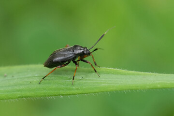 Closeup on a dark black colored plant parasite mirid bug, Capsus ater on a green straw of grass