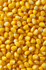 Fototapeta premium Pile of golden corn kernels, fresh raw food product, isolated on white