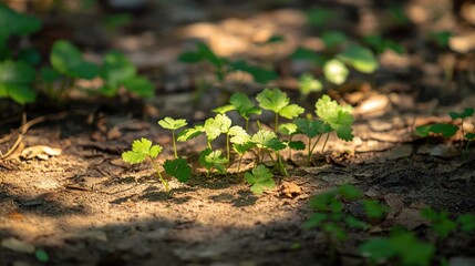 Sunlight on small plants in the forest floor