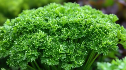 Close-up of fresh, vibrant parsley