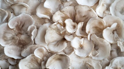 Close-up view of many mushroom caps