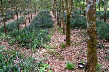 Rubber Tree Plantation in Laos