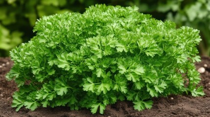 Lush parsley cluster growing in soil