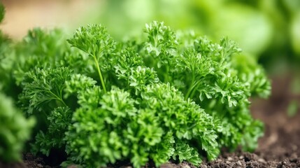 Close-up of fresh parsley plants