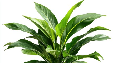 Close-up of a peace lily plant