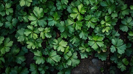 Close-up of young green plants