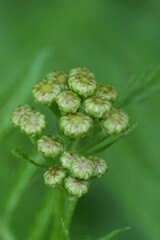 Closeup on the unopened flower buds of a Tansy wildflower, Tanacetum vulgare