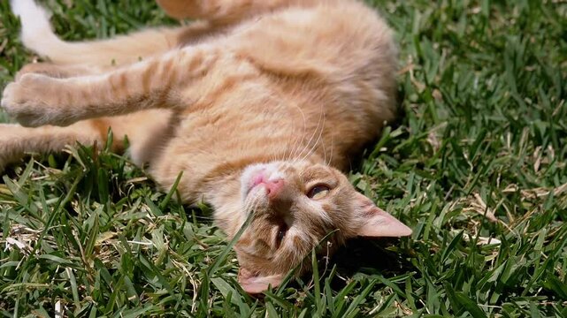 Playful Ginger Cat Rolling on the Green Grass while Bathed in Bright Sunlight. Happy Domestic orange cat enjoys warm sunny weather in yard in open air. Close-up. Pets concept. Slow motion.