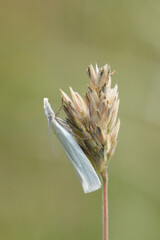 Vertical closeup on a European Satin Grass-veneer crambid moth, Crambus perlella on a grass straw