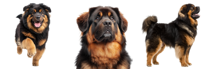 Set of Tibetan mastiff dogs isolated on transparent background PNG
