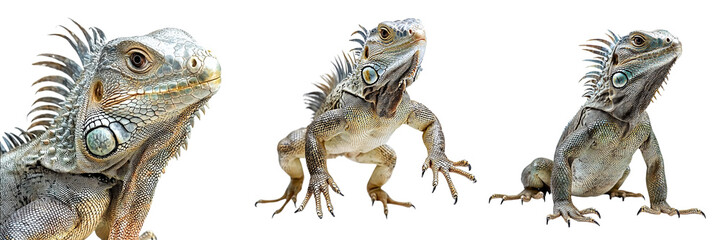 Fototapeta premium Set of cute iguanas isolated on transparent background PNG