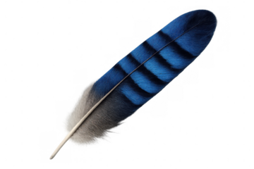 Detailed close-up of a vibrant blue jay feather, showcasing its intricate patterns and delicate structure against a transparent background