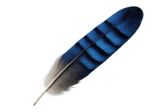 Detailed close-up of a vibrant blue jay feather, showcasing its intricate patterns and delicate structure against a transparent background