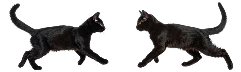 Two black cats with yellow eyes facing each other, walking with alert posture, isolated on transparent background, conveying curiosity and tension