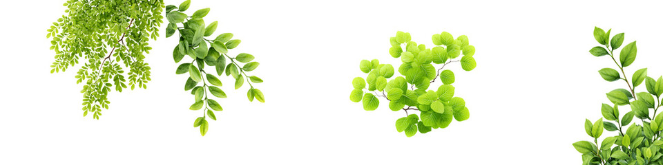 Obraz premium Green Branches and Leaves Set Isolated on White Background