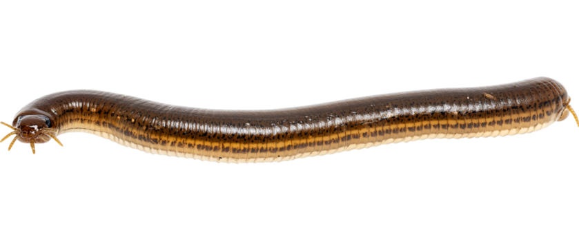 Brown millipede with many legs isolated on transparent background