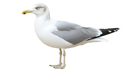 Fototapeta premium A seagull standing on two legs isolated on transparent background