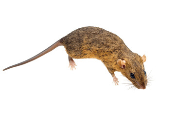 A brown rat isolated on transparent background