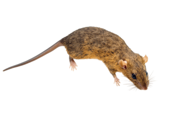 A brown rat isolated on transparent background