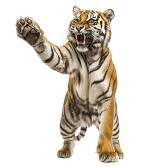A tiger roaring and showing its claws isolated on white isolated on transparent background