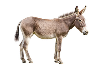 Fototapeta premium A donkey standing on a transparent background