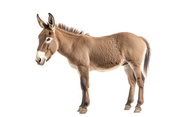 A brown donkey standing on a transparent background