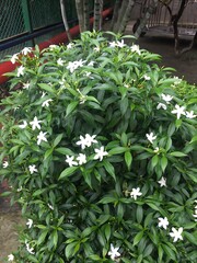 Close up of a flowering bush with small white flowers and green leaves