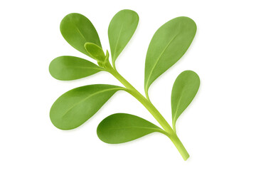 Vibrant green purslane sprig isolated on a transparent background, showcasing its fresh, succulent leaves and delicate stem