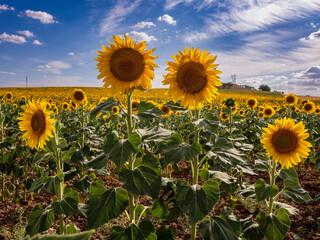 Sunflower fields in the province of Cuenca (Spain)