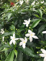 Close up of white pinwheel flowers with green leaves in a garden setting