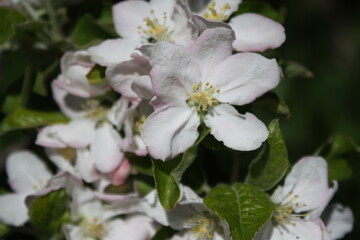Fototapeta premium apple tree blossom