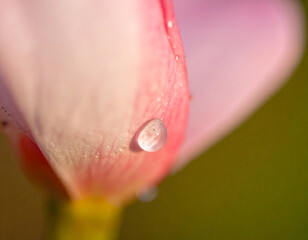 An ultra-detailed extreme close-up of a rose with surrounding flowers, captured in soft light. A cinematic and emotional scene perfect for visual storytelling, branding, and artistic use.