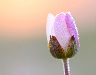 An ultra-detailed extreme close-up of a rose with surrounding flowers, captured in soft light. A cinematic and emotional scene perfect for visual storytelling, branding, and artistic use.