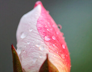 An ultra-detailed extreme close-up of a rose with surrounding flowers, captured in soft light. A cinematic and emotional scene perfect for visual storytelling, branding, and artistic use.