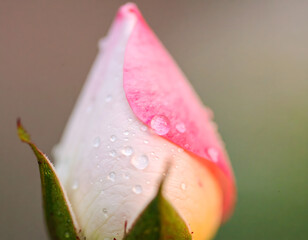 An ultra-detailed extreme close-up of a rose with surrounding flowers, captured in soft light. A cinematic and emotional scene perfect for visual storytelling, branding, and artistic use.