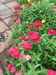View of a flower bed with red and yellow zinnia flowers and green leaves