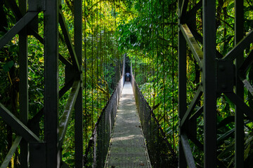 Suspension path in the jungle