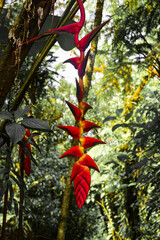Tropical flower in the jungle