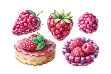 set of watercolor Raspberry Slice vector illustration isolated on white background