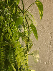 Hanging leafy plants. Green plants against the wall