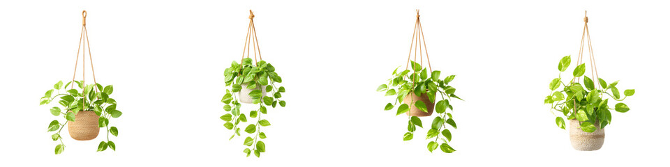 Hanging Pothos Plants: Trailing Vines in Modern Pots © Naruedetch