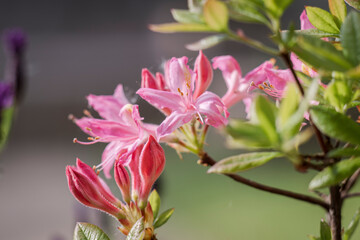 Pink Azalea. A flowering shrub in the genus Rhododendron, known for their vibrant, long-lasting spring blooms.